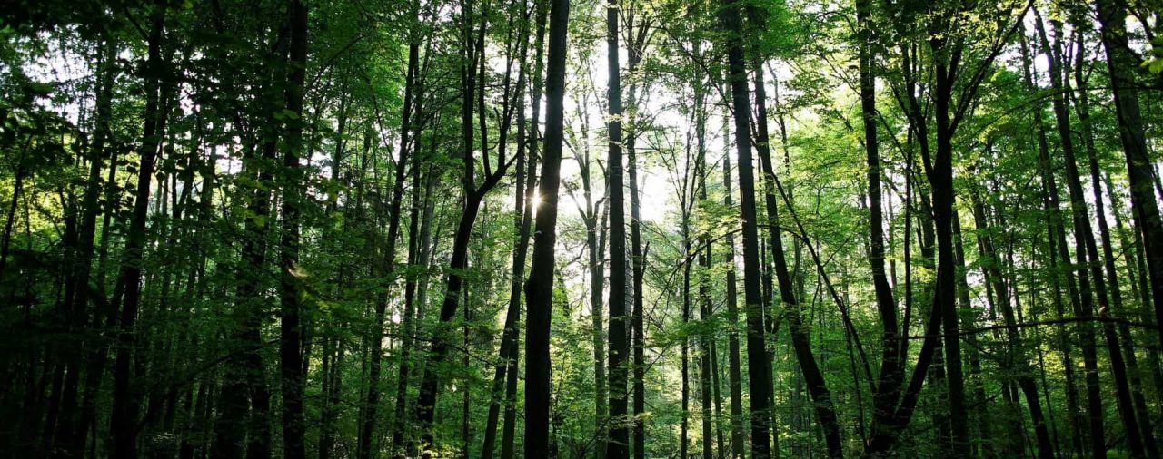 Начало пересмотра белорусских стандартов в области лесной сертификации