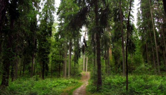 Лес - здоровье человека