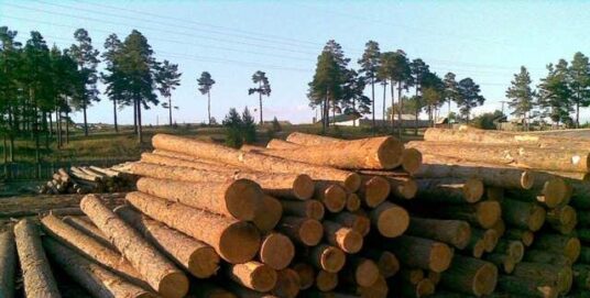 О инструкции по применению государственных стандартов на круглые лесоматериалы